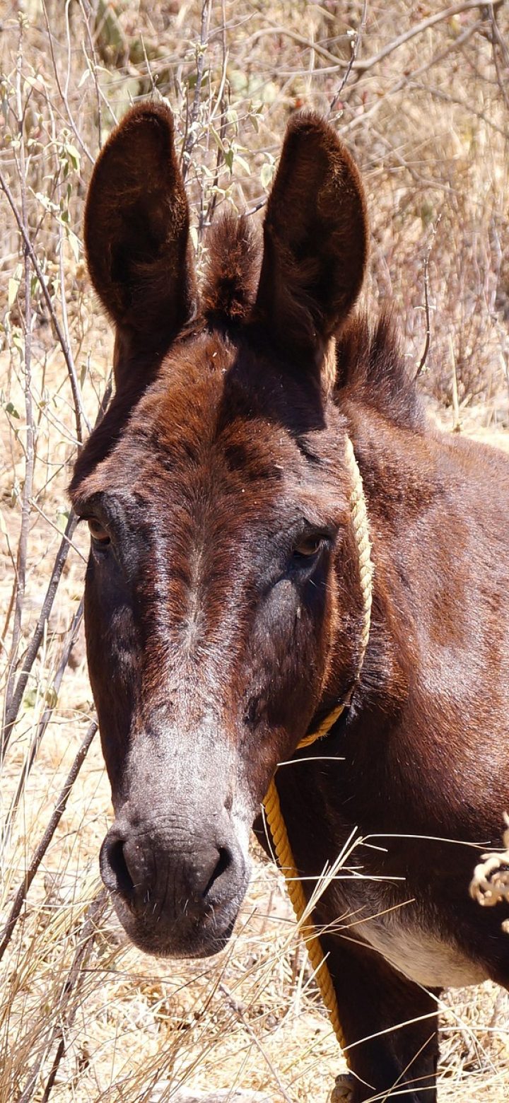 人声分离 App 分轨结果界面截图，四条彩色轨道分别标注人声、鼓、贝斯与其他乐器，每条右侧有独立的静音与音量滑块